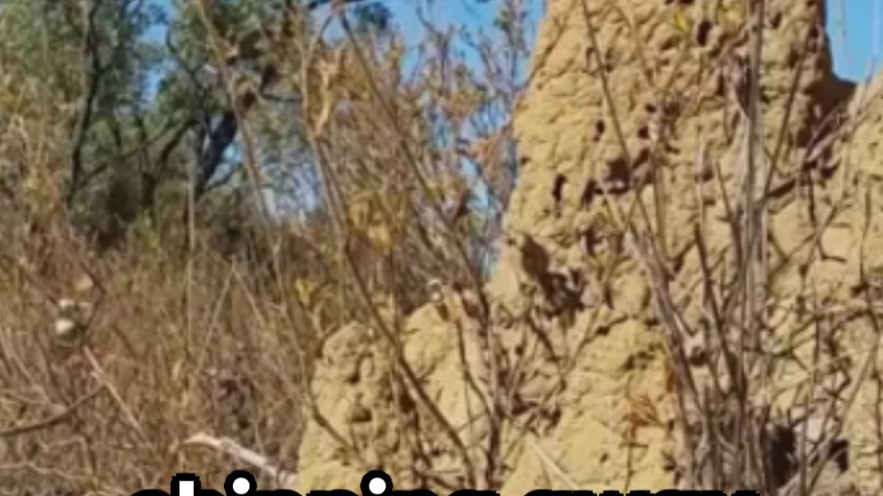 Termites Your Home's Silent Invaders