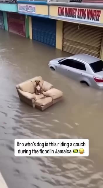 Be the doggo frens | It’s going to get crazier