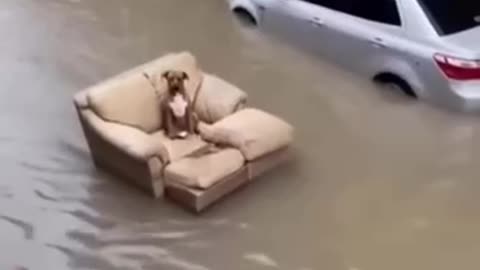 Be the doggo frens | It’s going to get crazier