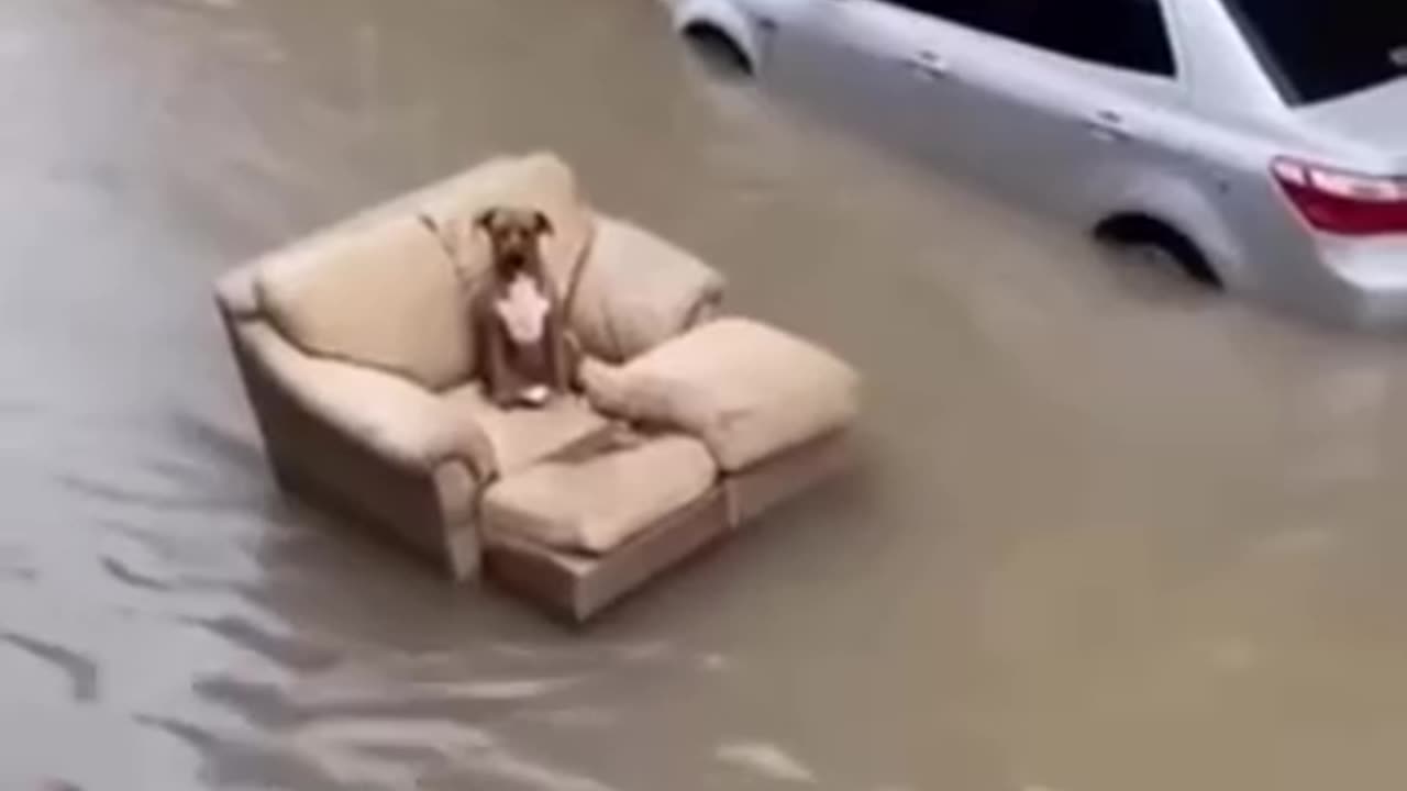 Be the doggo frens | It’s going to get crazier