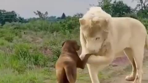 The Dogfather.. 🦁🐶