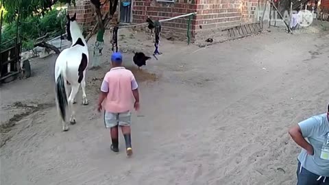 funny animals #shorts