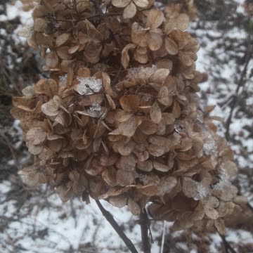 Winter hydrangea