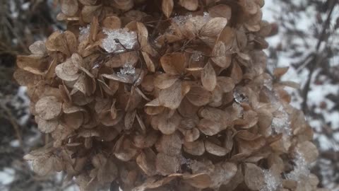 Winter hydrangea
