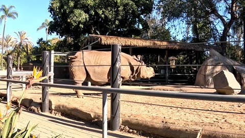 Rhino peeing at the San Diego Zoo