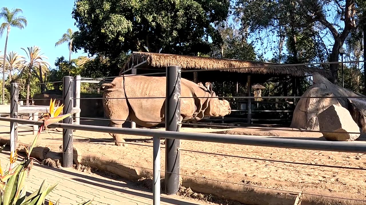 Rhino peeing at the San Diego Zoo