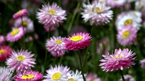 wildflower nature flowers