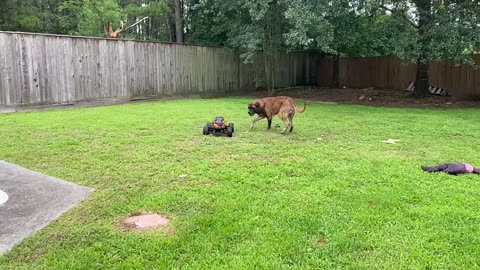 XMAXX VS MASTIFF