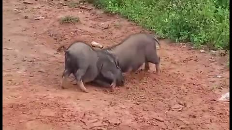 Funny pigs doing three some 🤣 interesting video just for Entertainment purpose|Enjoy the video