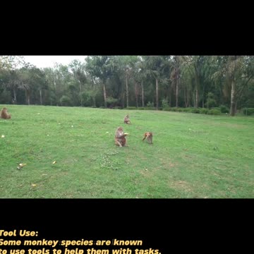 🌿 Sharing some fun and interesting facts about monkeys 🐒