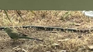 Birdies hanging at Jaya…