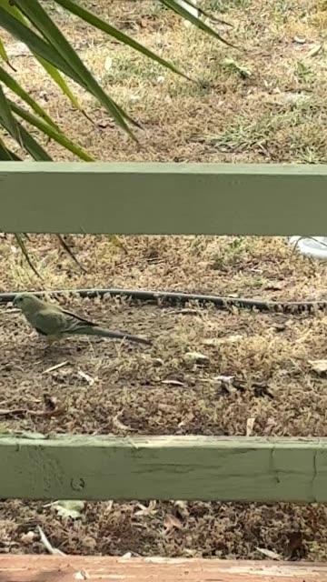 Birdies hanging at Jaya…