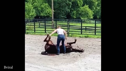 Horses Are FUNNIEST in the World 🤣 Funny Animals Videos 2025