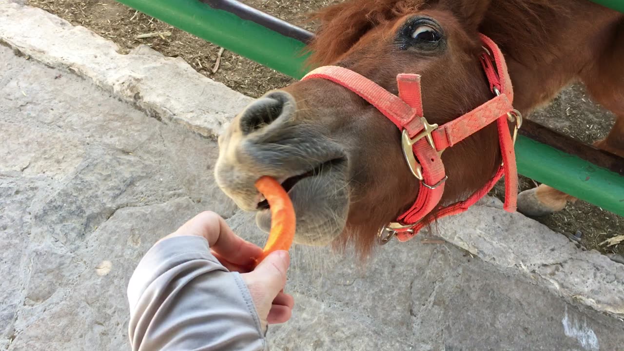 Xenpal Zoo 4 (Garcia, Nuevo Leon, Mexico)