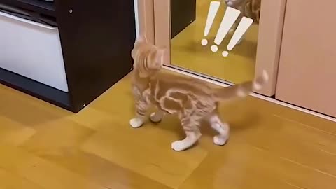 Funny cat