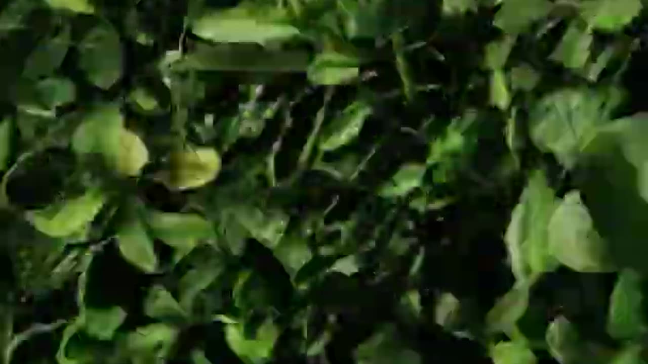 Dead by Daylight - The Singularity Memento Mori