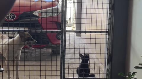 Cat Shows Off Gymnastic Skill