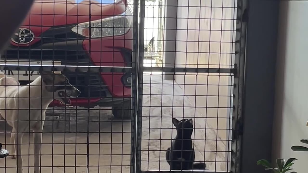 Cat Shows Off Gymnastic Skill