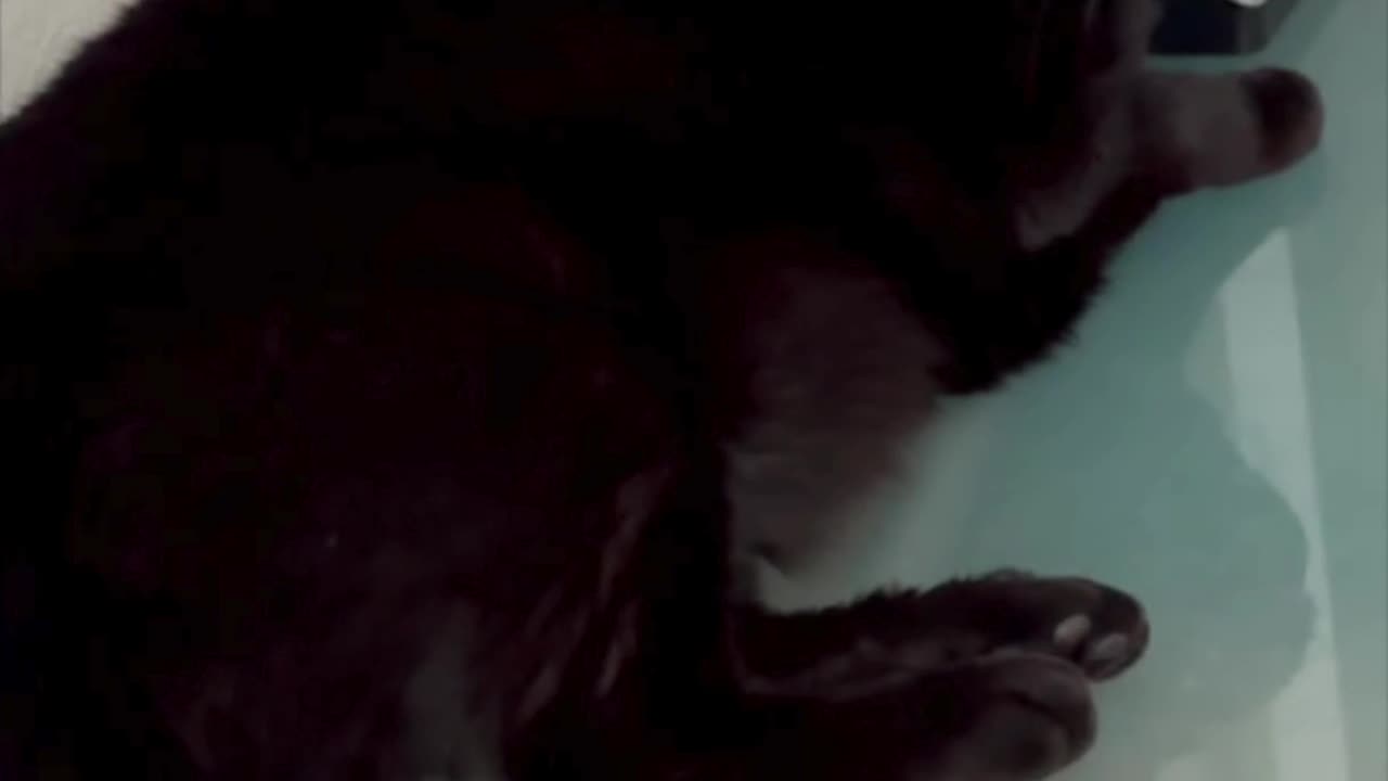 Cute Precious Piper is On Top of the Job - My Adopted Shelter Cat Vlog #shorts