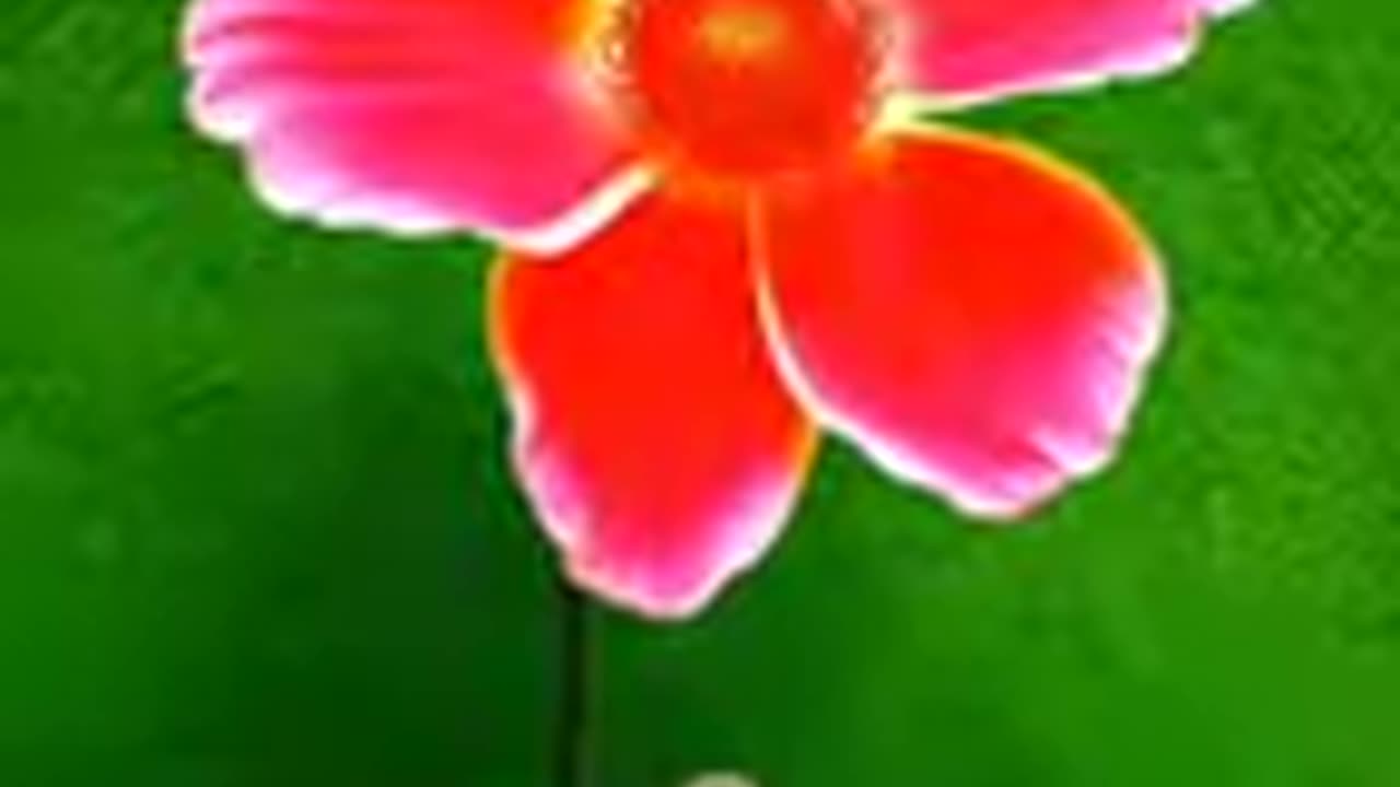 flowers funny video