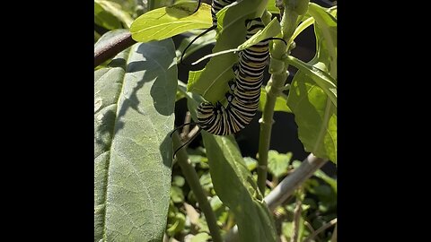 Monarch Caterpillars: Milkweed Munching Mayhem