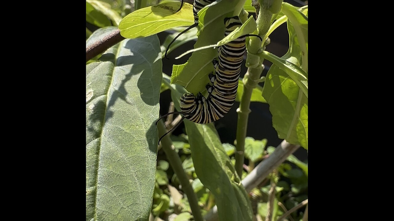 Monarch Caterpillars: Milkweed Munching Mayhem