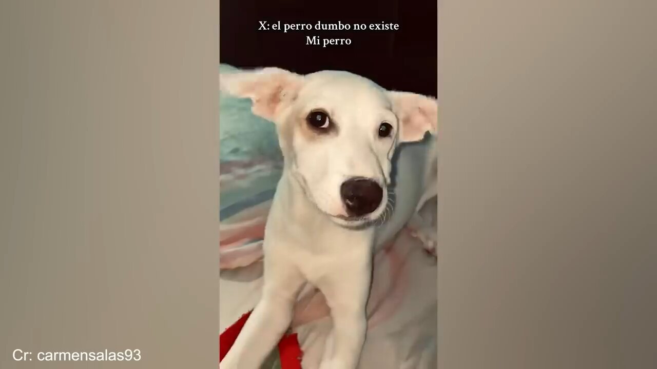 Try not to laugh part 2 (animals edition)