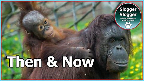 You Saw Him as a Baby - Now Look at Him As An Adult #TwycrossZoo