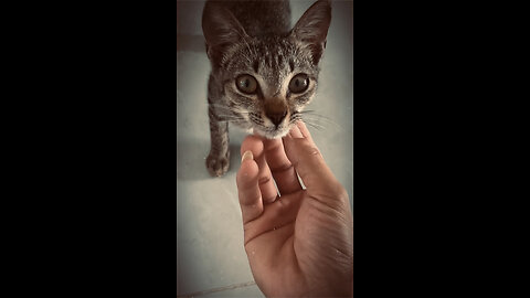 Cute adorable kittens