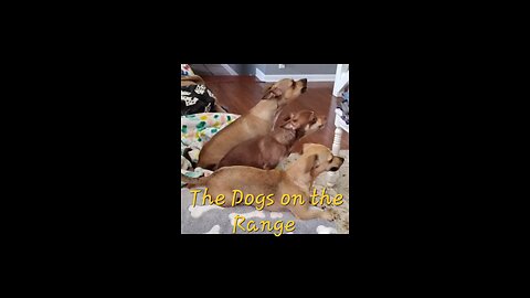 the dogs on the range