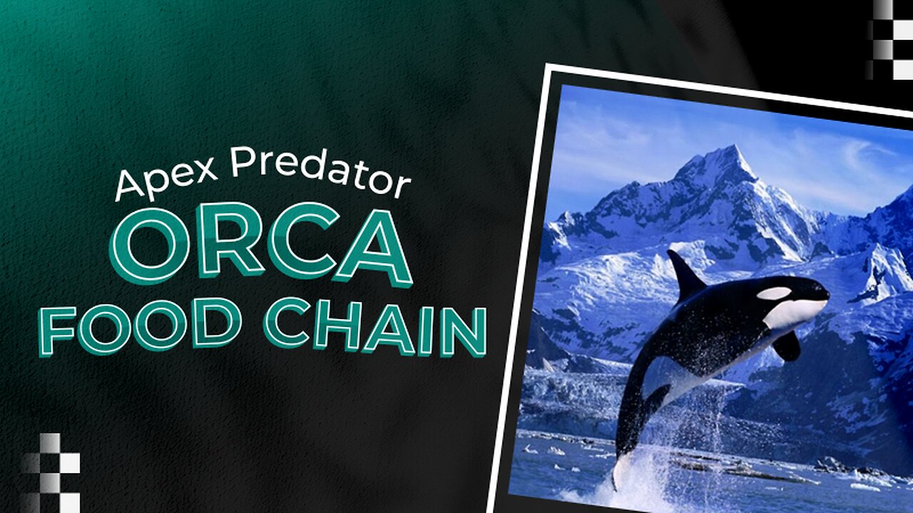 ORCA Predator Of The Food Chain