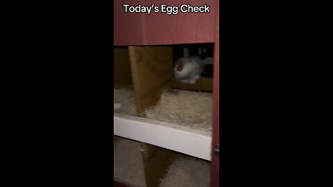 Today’s #Egg Check!