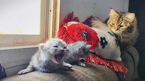 A Mother's Love: How Mama Cat Comforts Her Crying Babies ❤️"