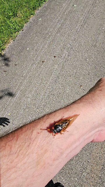 Cicada Crawls up My Arm. It tickles.