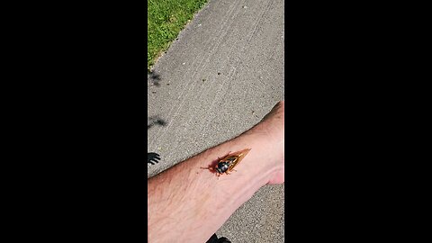 Cicada Crawls up My Arm. It tickles.