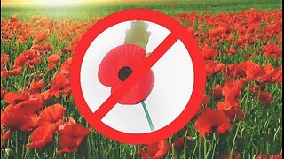 Why I Do NOT Wear a Poppy for Remembrance Day