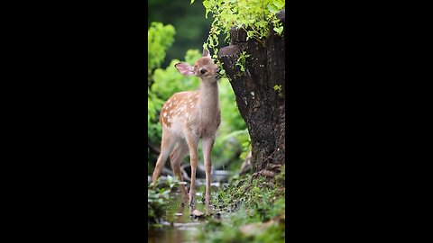 Beautiful deer in the lap of nature