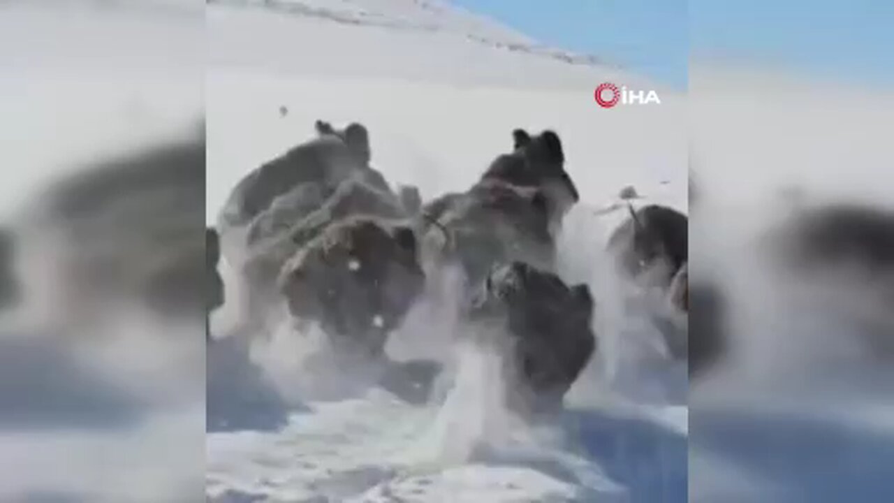 Başkale'de domuz sürüsü görüntülendi