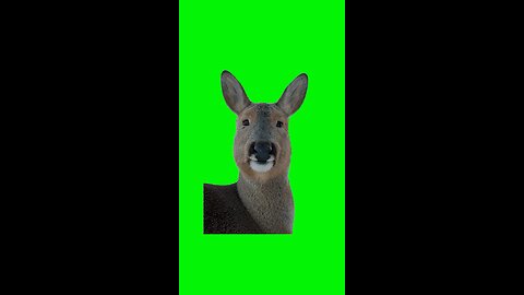 Chill Deer | Green Screen