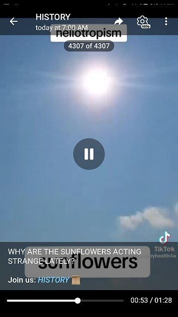 Documentary: Odd Sunflowers