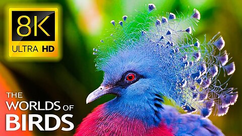 Wild Animals 4K Ultra HDR 60fps Video With Relaxing Music Beauty full Animals HDR 4K Video