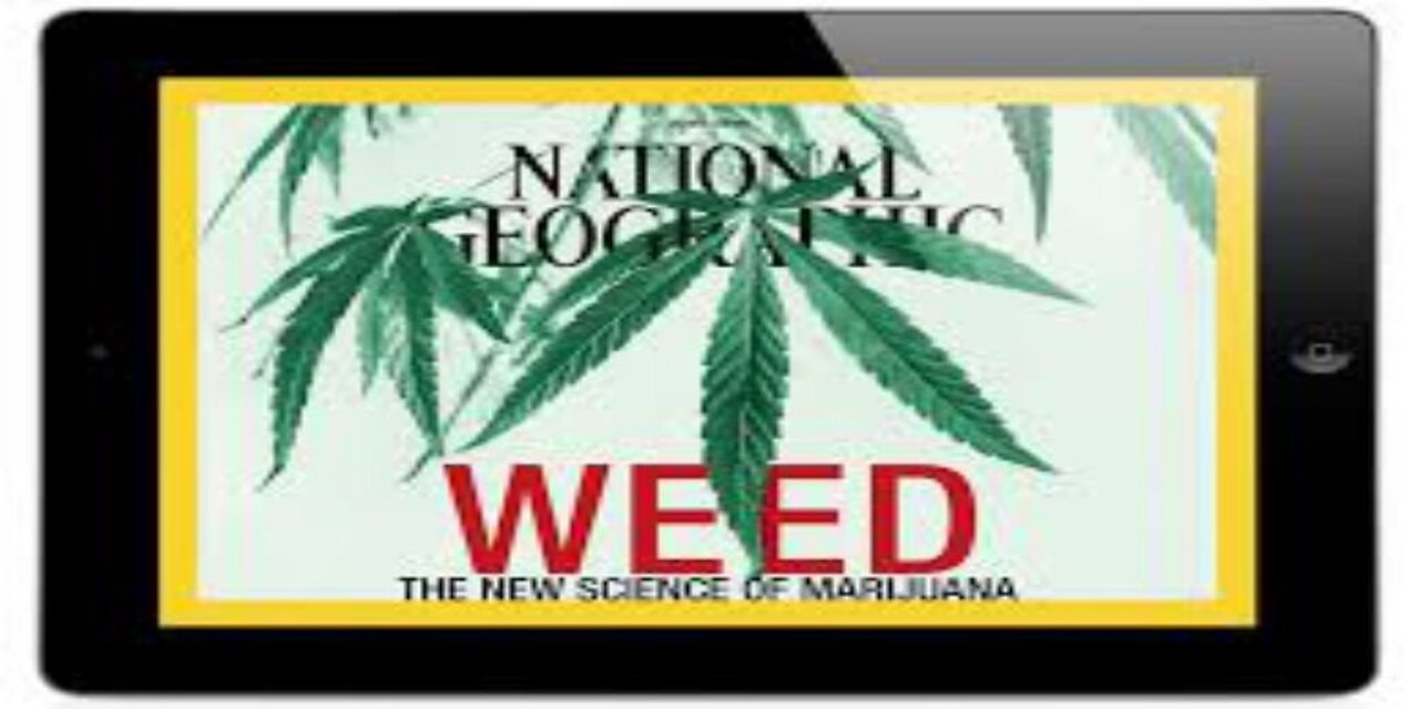 Crockett Had Secret Stake in Marijuana Business While Defending Convicted Killer