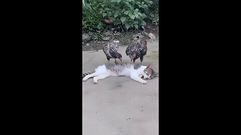 funny cat and two hen