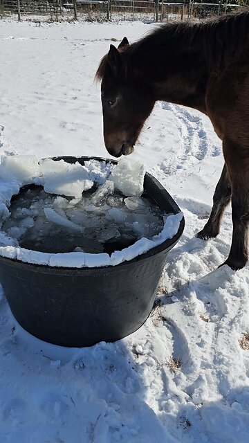 ❤️‍🔥❄️🐎Ice Chewer🐎❄️❤️‍🔥