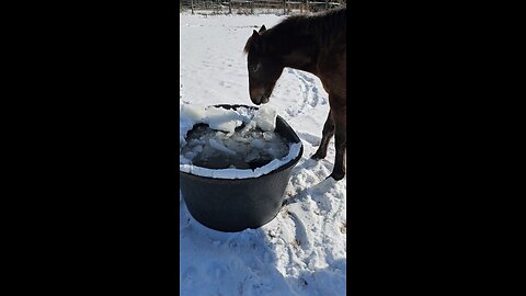 ❤️‍🔥❄️🐎Ice Chewer🐎❄️❤️‍🔥