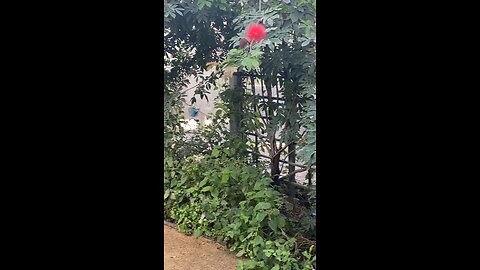 Butterflies 🦋 #butterflies #butterfly #shorts #followme #viral #trending