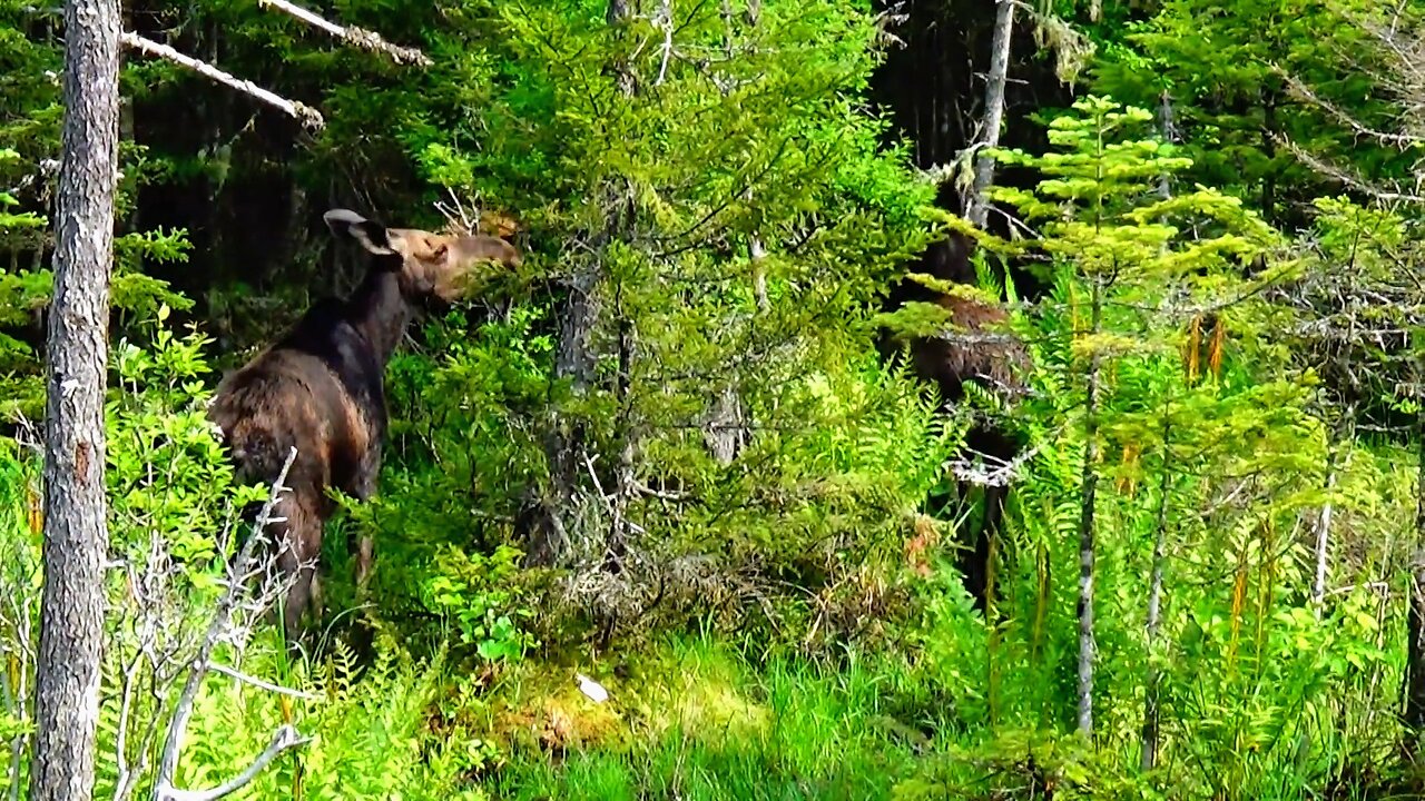 Hungry Moose
