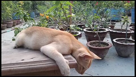 cat animals and animals