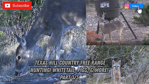 Regular Season Texas Hill Country Free Range Hunting! Whitetail, Pigs, and more! (Sonora, Texas)