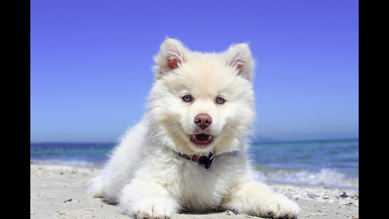 Doga! Adorable Dogs Attempting (and Sometimes Nailing) Yoga Poses